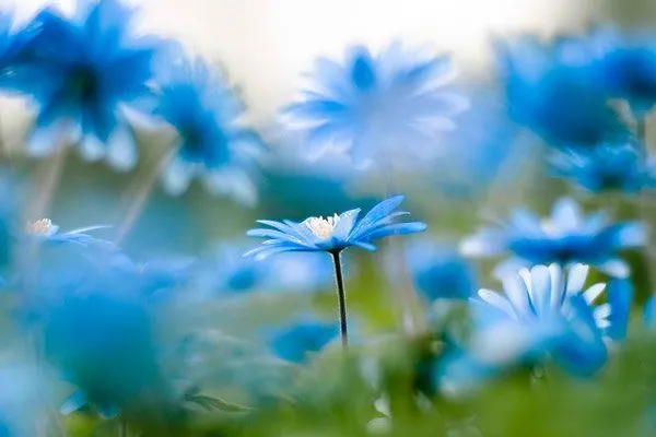 flores azules | PAISAJES DEL MUNDO | Pinterest