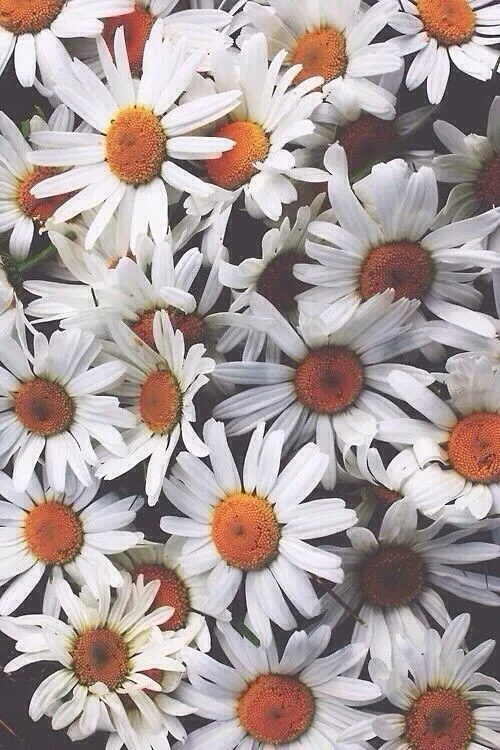 Flores | Fondos♥ | Pinterest