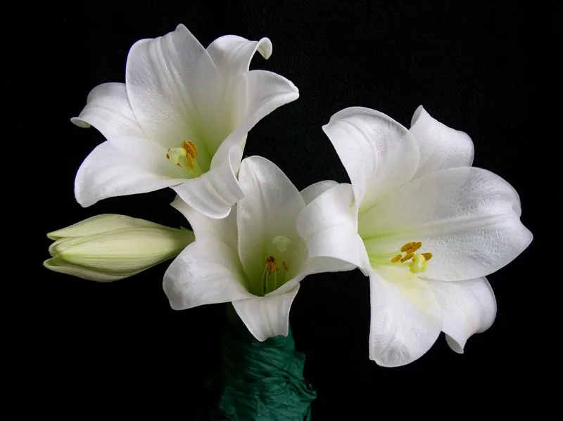 más flores blancas