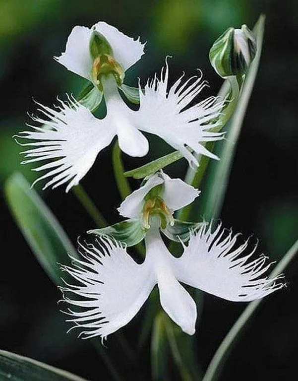 Flores blancas y sus nombres - Imagui
