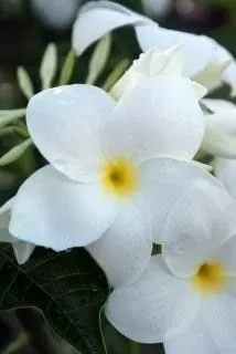 flores blancas, amarillas | Descargar Fotos gratis