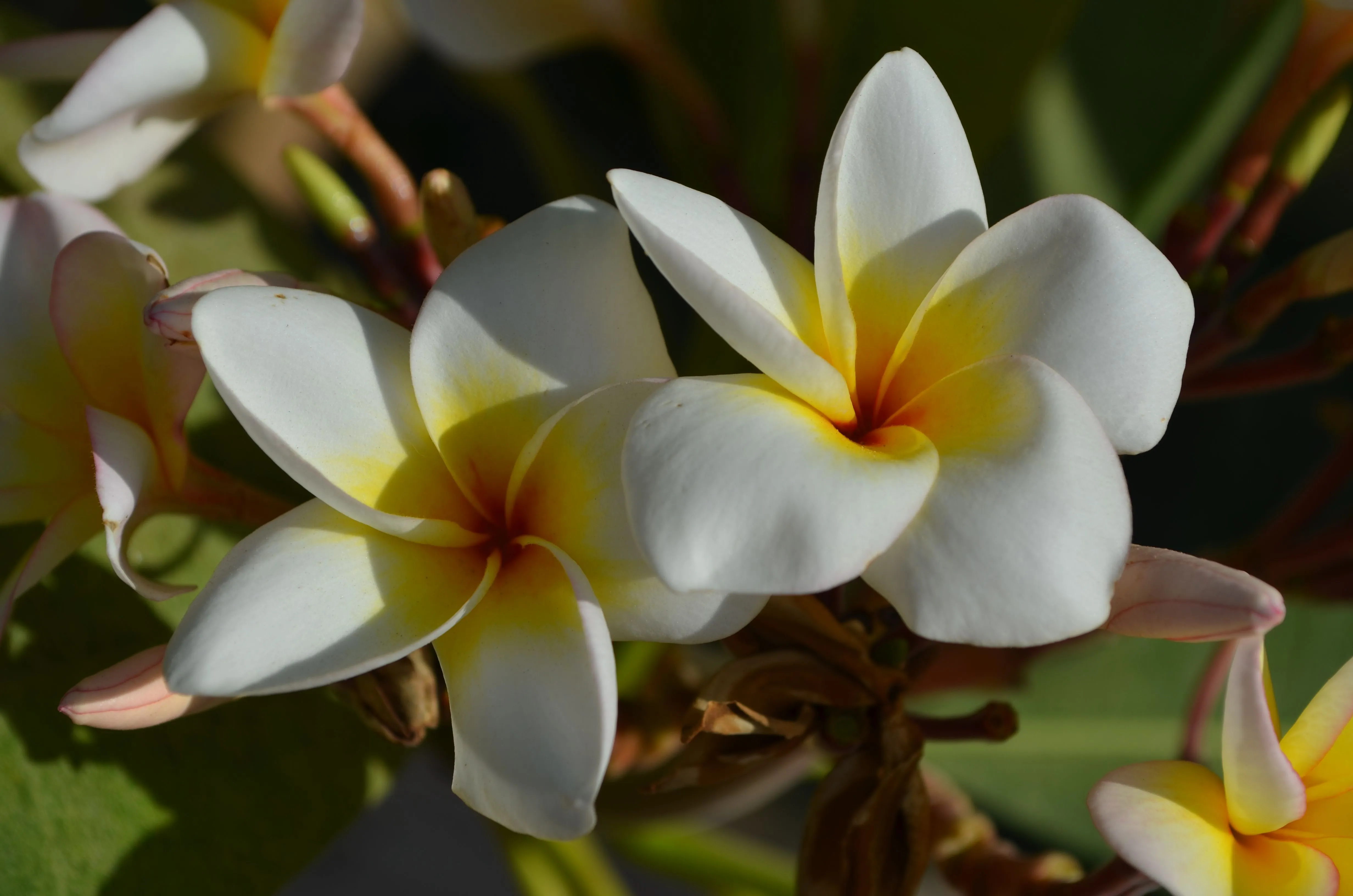 flores blancas y amarillas | MARAVILLATE