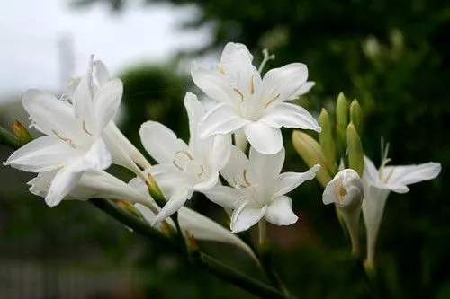 Nombres flores blancas - Imagui