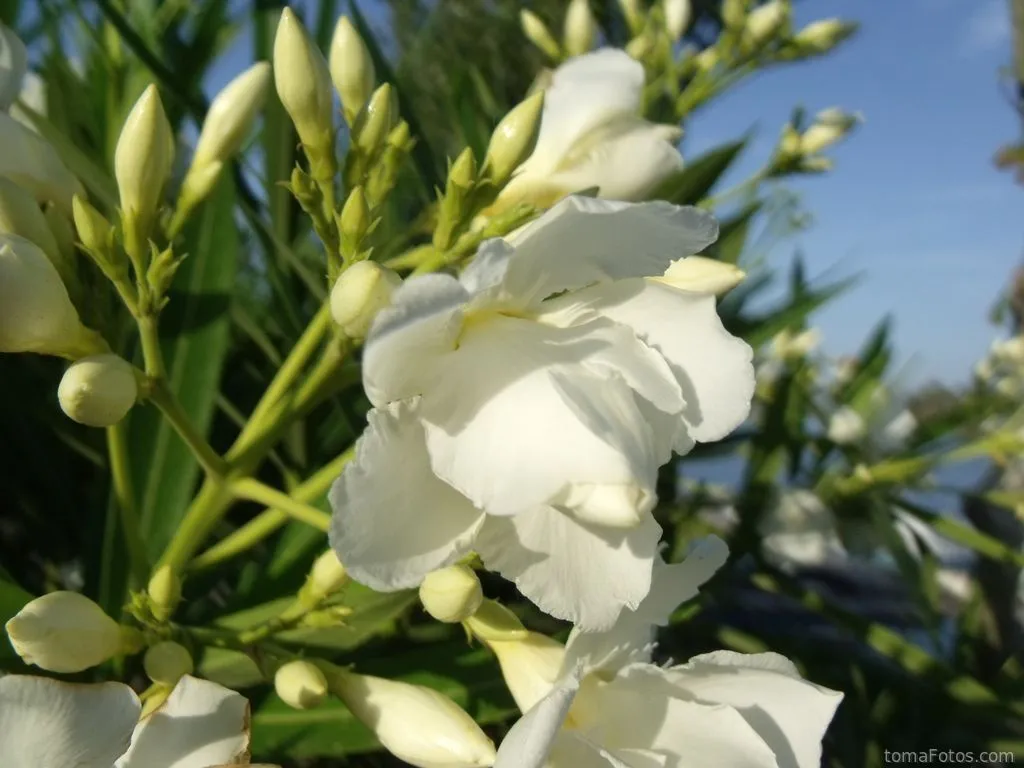 Flores blancas con el fondo verde y azul