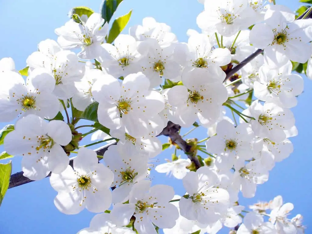 flores blancas frescas | Transform The World Artistically