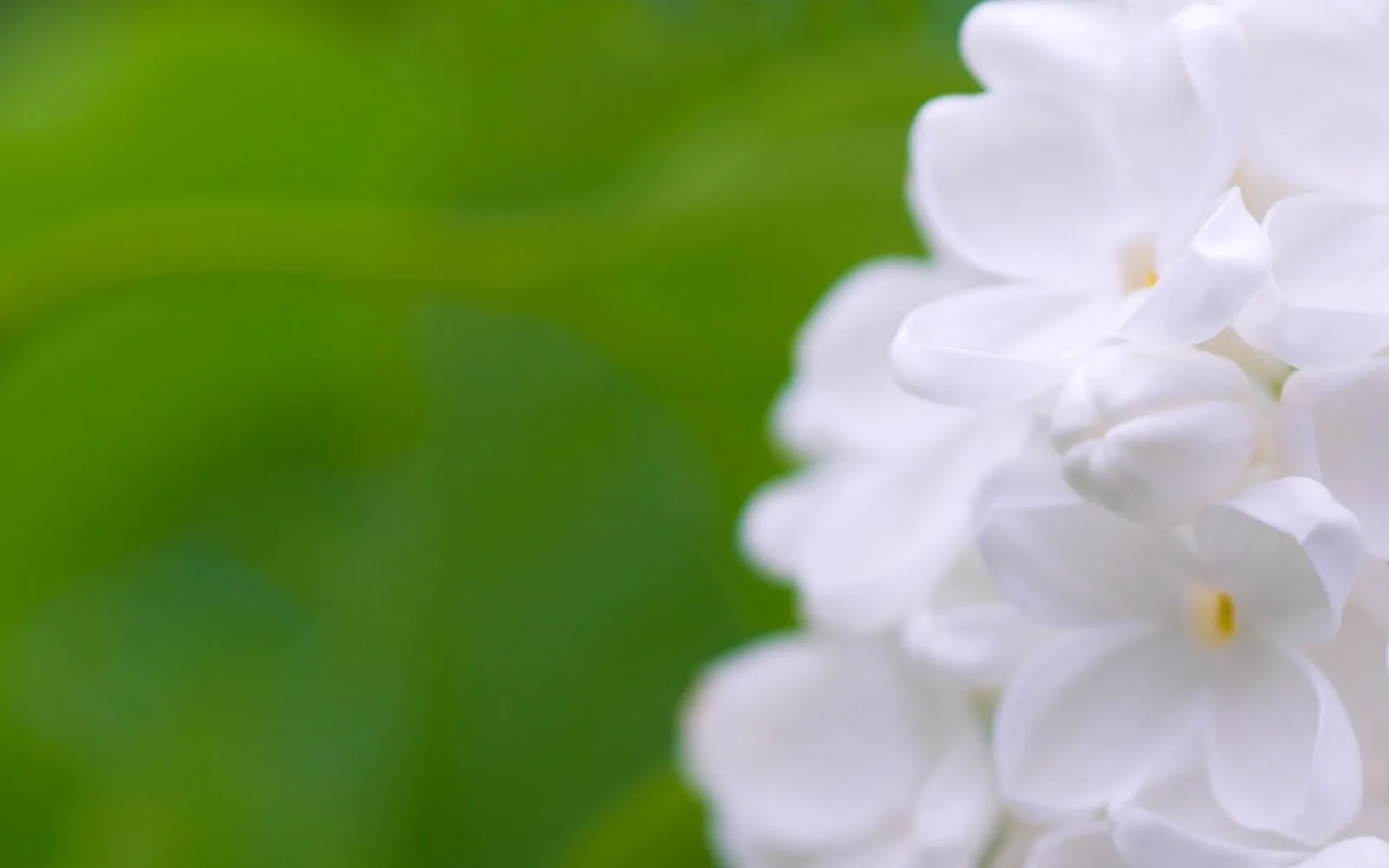 Flores Blancas en HD - White Flowers | Fotos e Imágenes en FOTOBLOG X