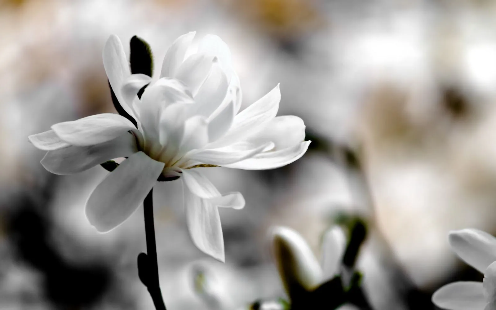 Flores Blancas en HD - White Flowers | Fotos e Imágenes en FOTOBLOG X Flores Blancas en HD - White Flowers | Fotos e Imágenes en FOTOBLOG X