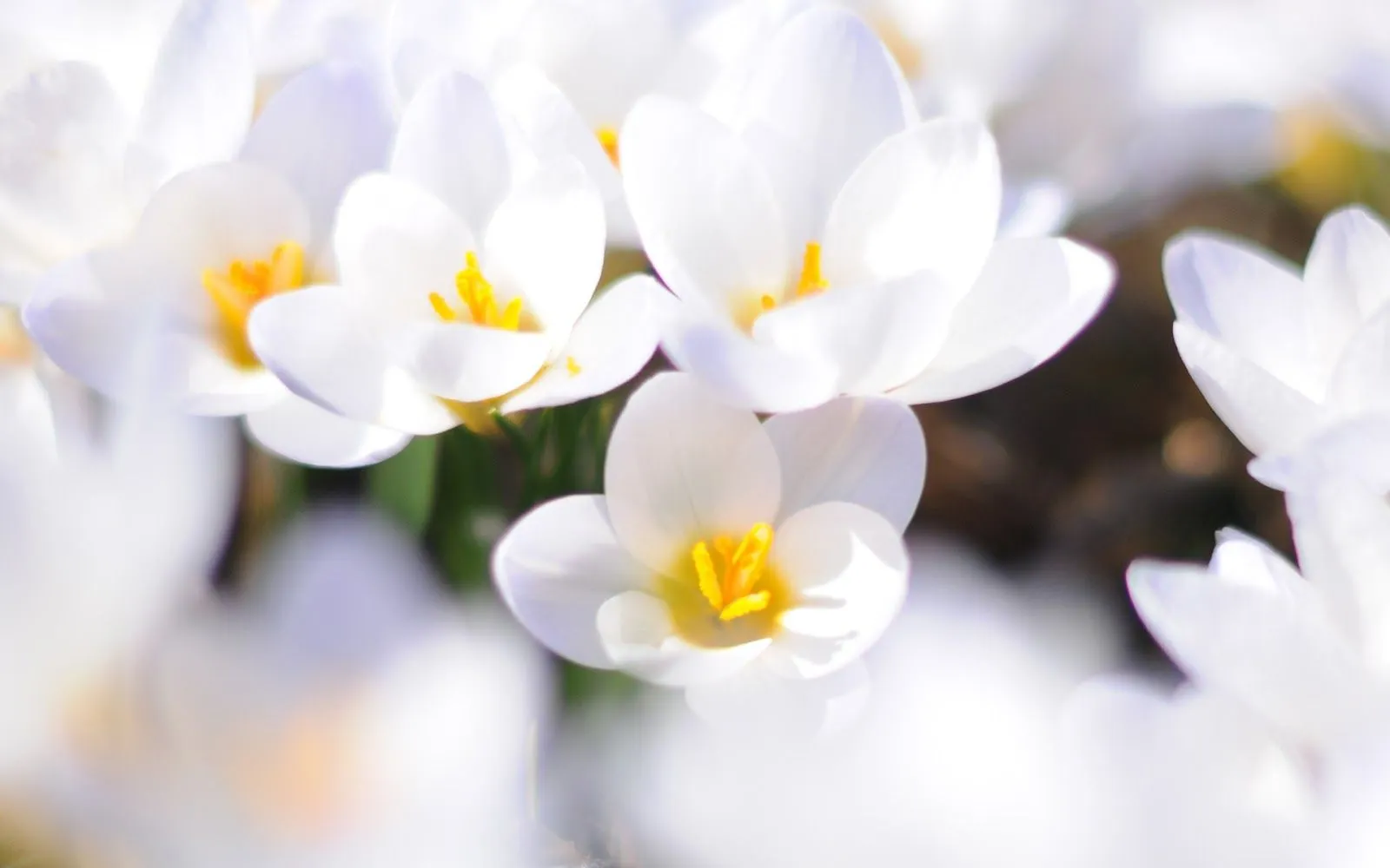 Flores Blancas en HD - White Flowers | Fotos e Imágenes en FOTOBLOG X Flores Blancas en HD - White Flowers | Fotos e Imágenes en FOTOBLOG X