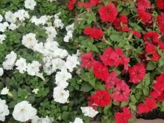 flores blancas y rojas, frescos | Descargar Fotos gratis