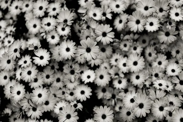 Flores en blanco y negro (64166)