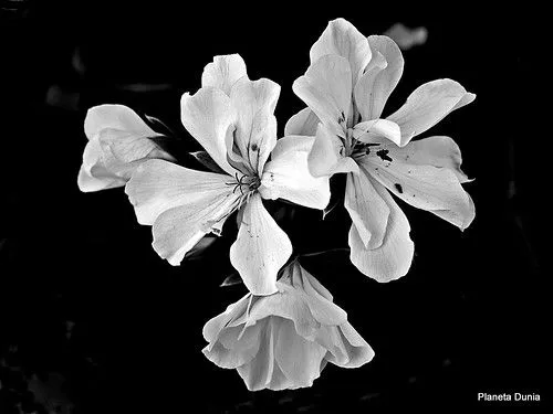 Flores en Blanco y Negro | Flickr - Photo Sharing!