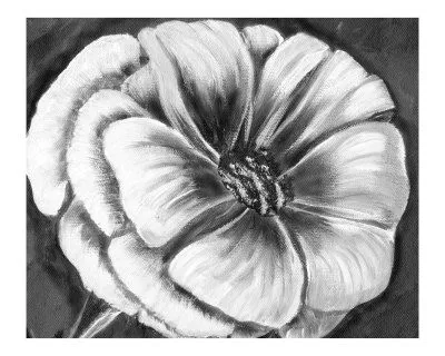 Flores en blanco y negro Lámina giclée por Kim Avent-DiLorenzo en ... Flores en blanco y negro Lámina giclée por Kim Avent-DiLorenzo en ...