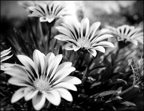flores en blanco y negro - Taringa!