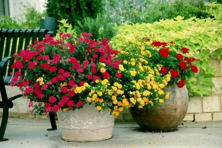 Flores bonitas que no deben faltar en el jardín -