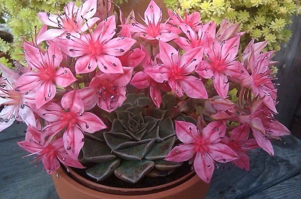 flores del cactus | Cuidar de tus plantas es facilisimo. flores del cactus | Cuidar de tus plantas es facilisimo.