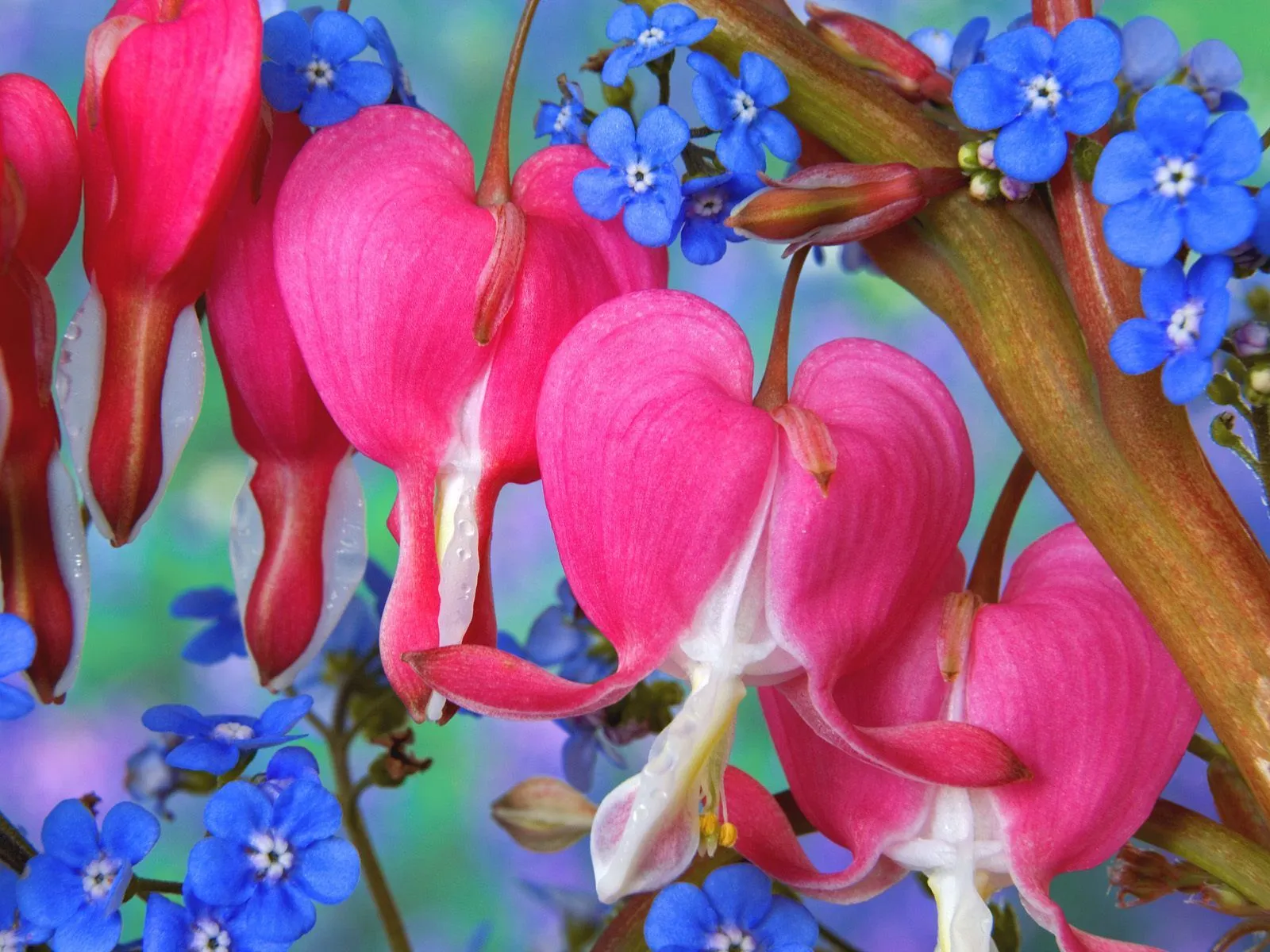 Flores del campo VI (7 beautiful colors flowers)