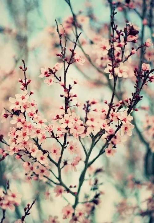 flor de cerejeira | Tumblr