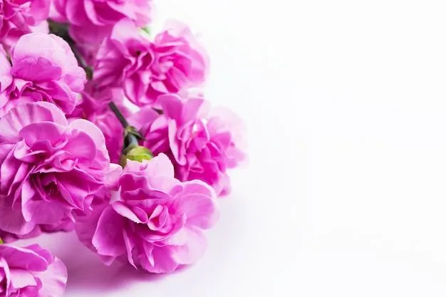 Flores De Color Rosa | Fotos y Vectores gratis Flores De Color Rosa | Fotos y Vectores gratis