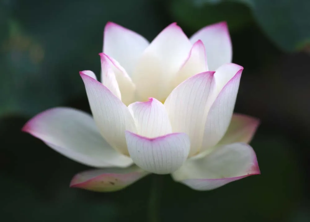 flores y colores :D: Tipos de flores y sus significados flores y colores :D: Tipos de flores y sus significados