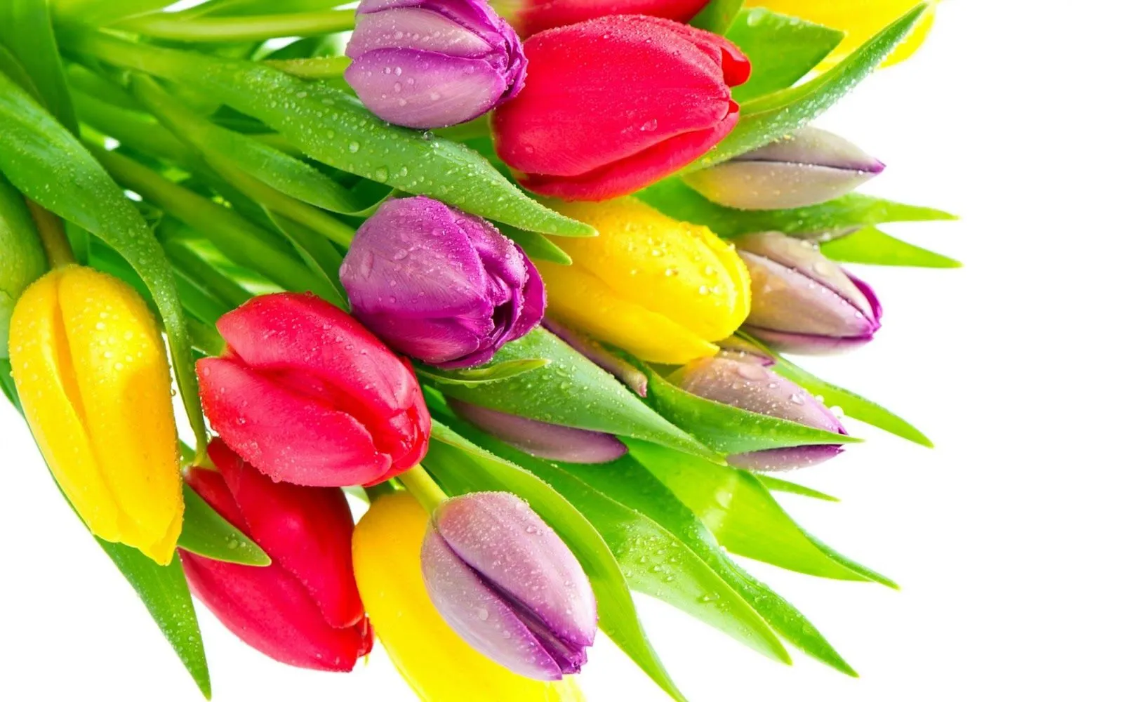 Flores de Colores - Fondos de Pantalla HD - Wallpapers HD Flores de Colores - Fondos de Pantalla HD - Wallpapers HD