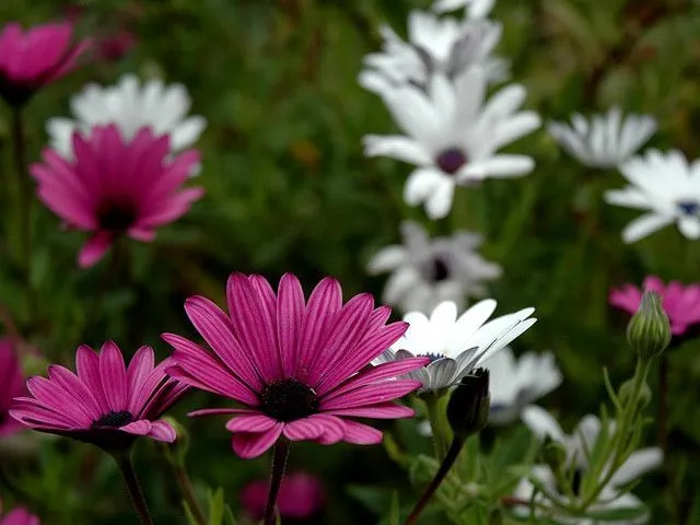Flores para Decoración de Jardines, Dimorphoteca | Jardín