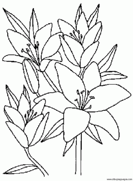 Dibujos de flores exoticas para colorear - Imagui