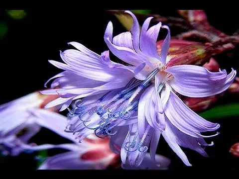 Flores Exoticas III - YouTube