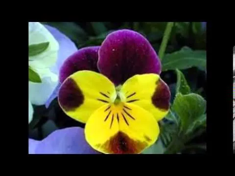 flores exoticas de mexico - YouTube