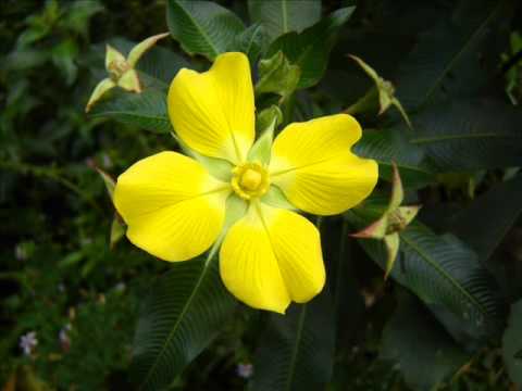 Flores exóticas nativas.wmv - YouTube