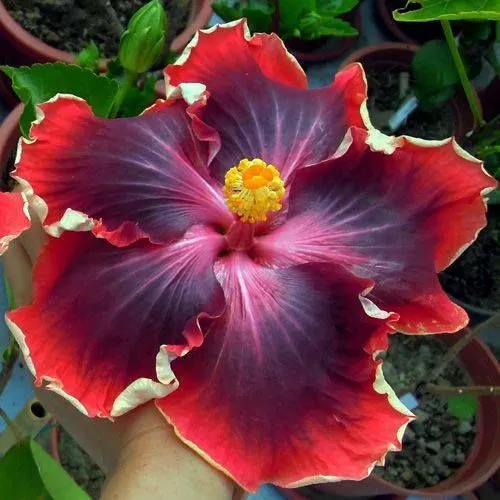 flores exoticas - Pesquisa do Google | Flores exóticas | Pinterest ...