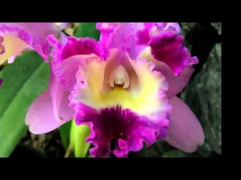 Flores exóticas - YouTube