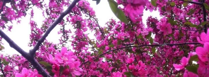 Flores Para Facebook Gratis | Primavera en Flores Portada para ...
