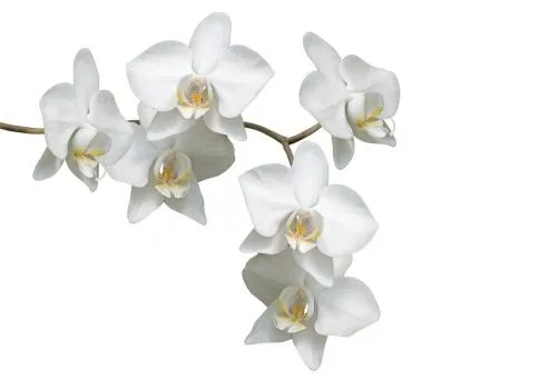 Imágenes de flores con fondo blanco. - Imagui Imágenes de flores con fondo blanco. - Imagui