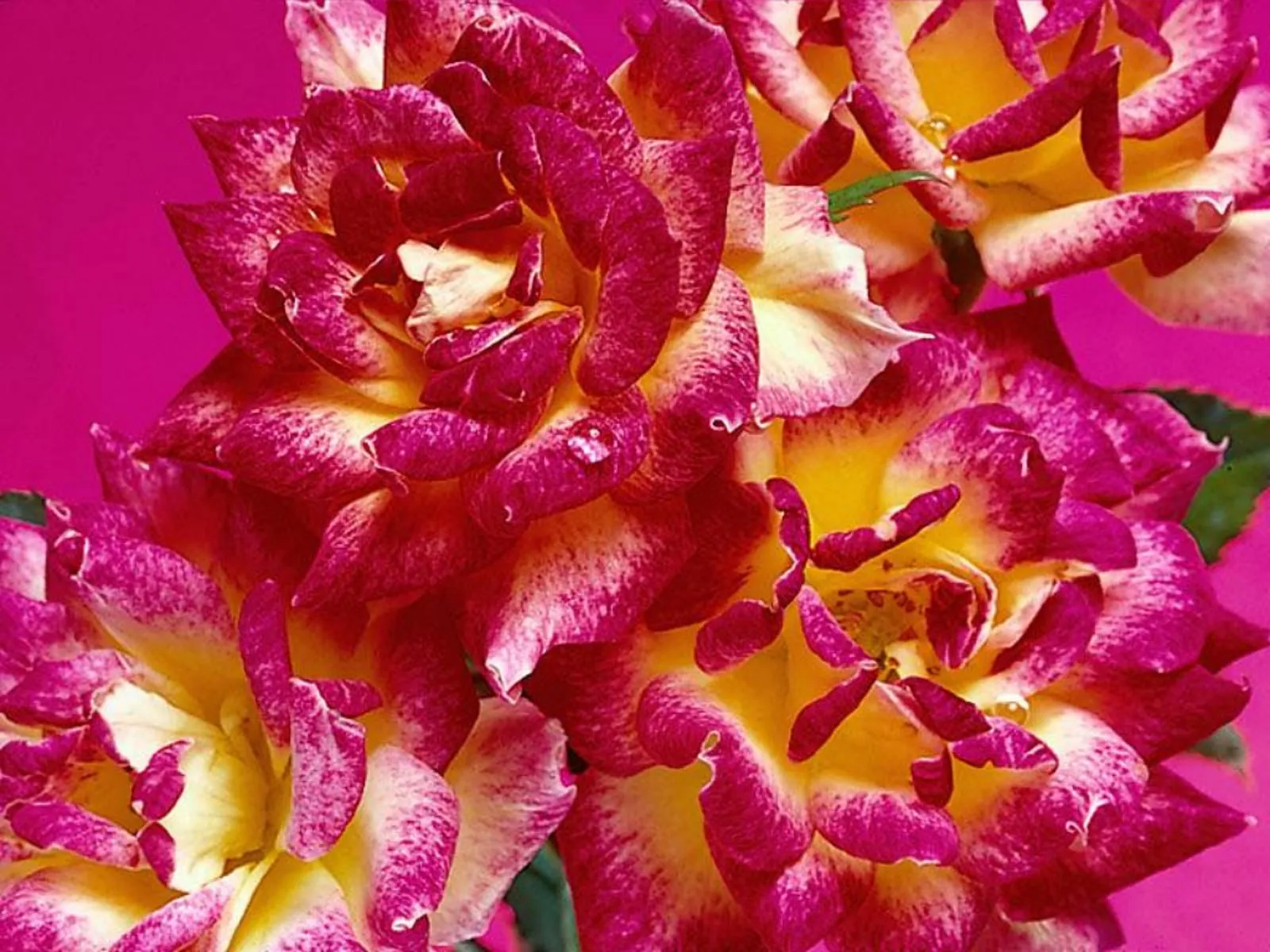 wallpapernarium: Flores para fondo de escritorio wallpapernarium: Flores para fondo de escritorio