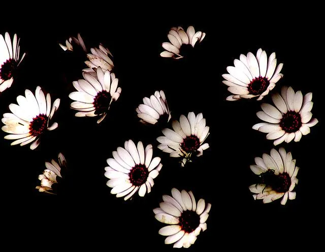 flores fondo negro | Flickr - Photo Sharing!