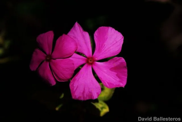 flores fondo negro / ures | Flickr - Photo Sharing!