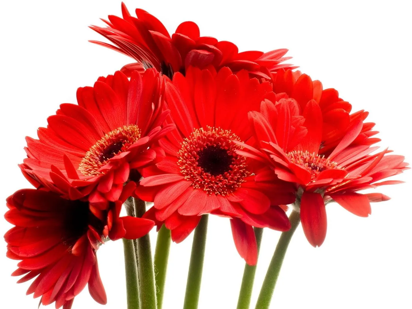 Flores de gerberas rojas Mejores fotos del mundo para facebook Flores de gerberas rojas Mejores fotos del mundo para facebook
