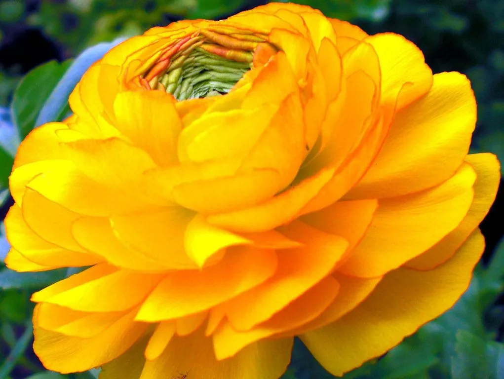 Flores hermosas acompañadas de una dulce melodía de Enya | Cuidar ... Flores hermosas acompañadas de una dulce melodía de Enya | Cuidar ...