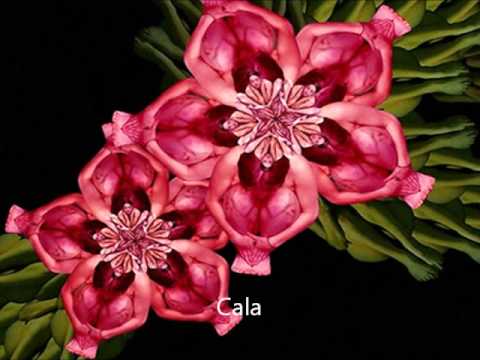 Las Flores Mas Hermosas De Colombia - YouTube