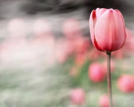 Flores hermosas para fondo de pantalla - Imagui