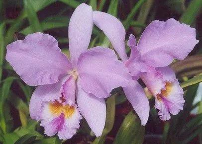 ALGUNAS DE LAS FLORES MAS HERMOSAS DEL MUNDO…… | damys28 ALGUNAS DE LAS FLORES MAS HERMOSAS DEL MUNDO…… | damys28