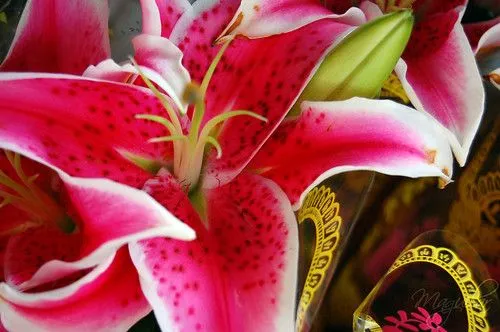 Las Flores mas hermosas del mundo - Taringa! Las Flores mas hermosas del mundo - Taringa!