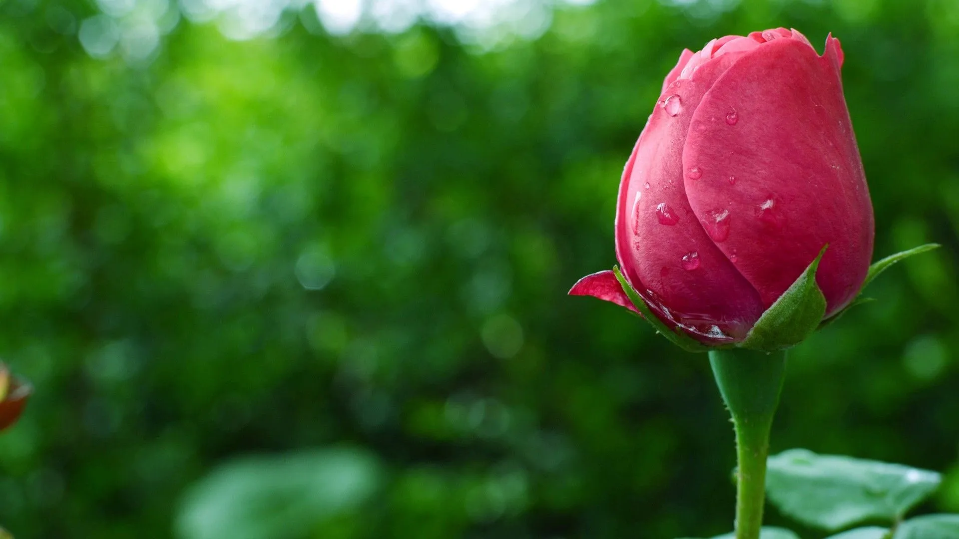 Por qué las flores huelen ahora menos? | Física en la Cabrera ... Por qué las flores huelen ahora menos? | Física en la Cabrera ...
