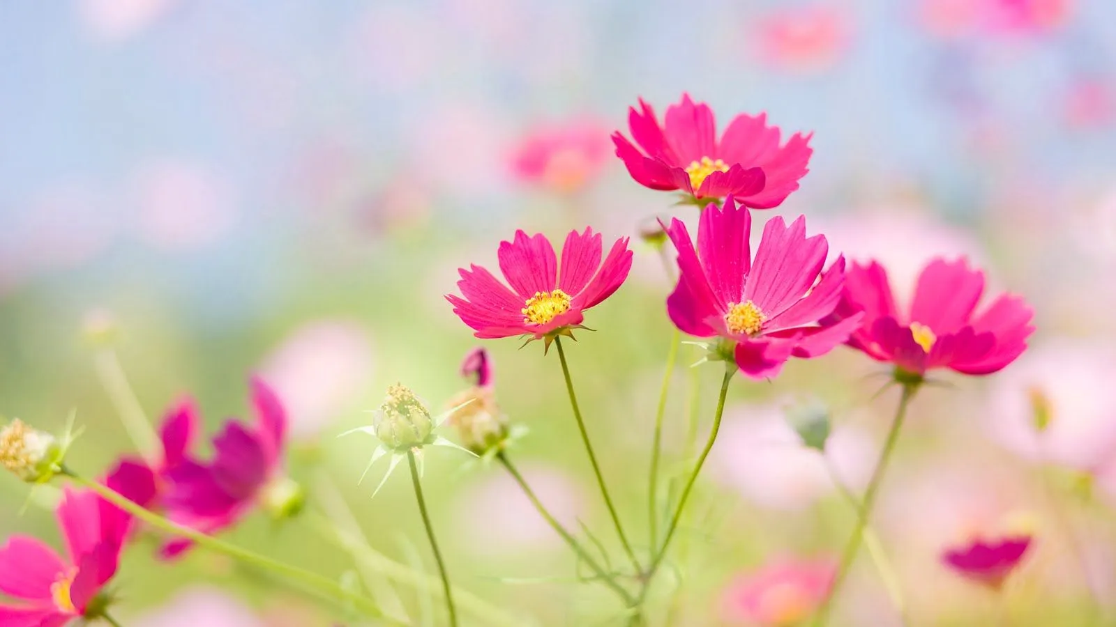 Sinonimos y Antonimos, Todo Lo que Buscas: Flores del jardín (7 ... Sinonimos y Antonimos, Todo Lo que Buscas: Flores del jardín (7 ...