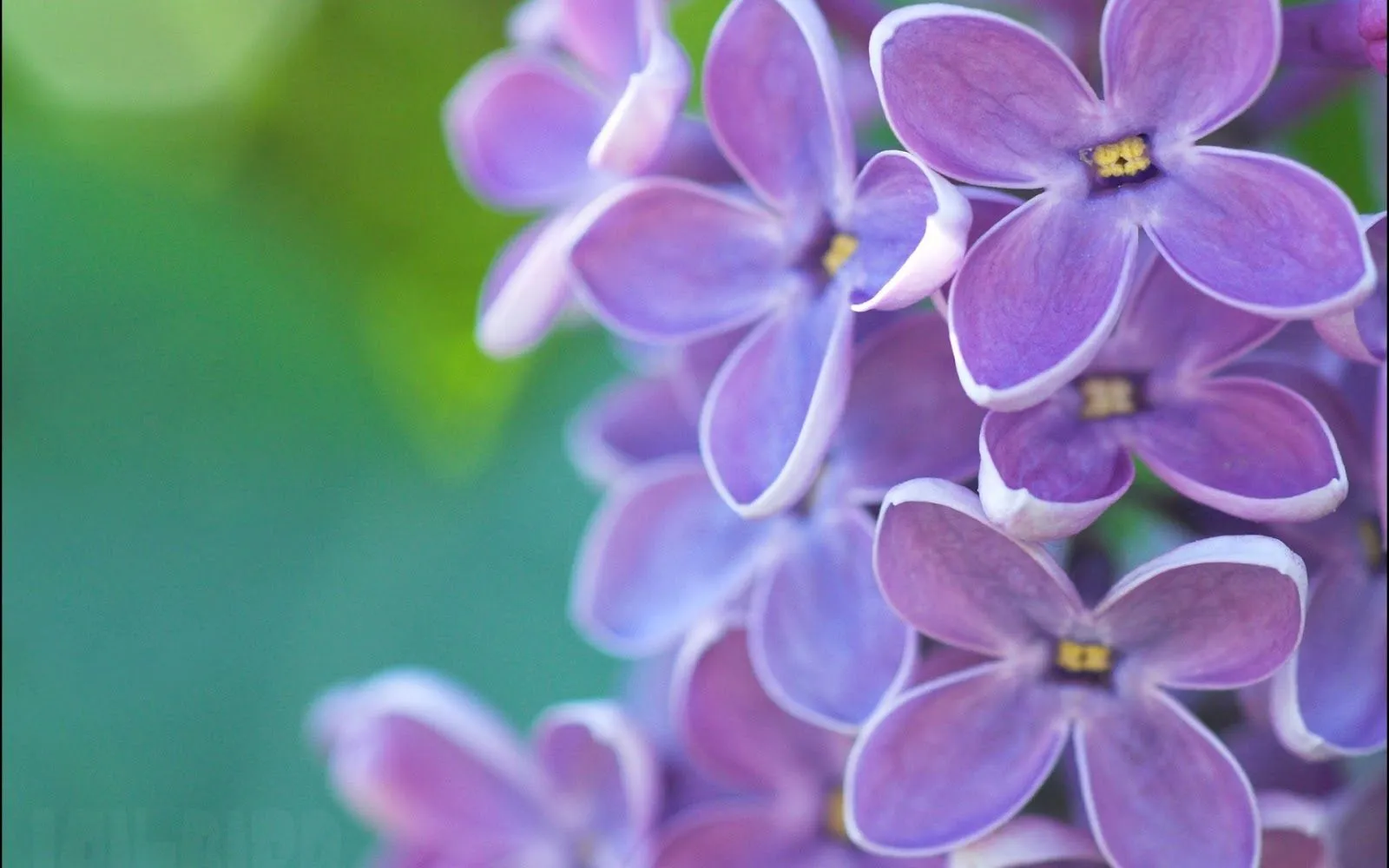 Flores de Lilas Violetas - Fotos de Flores Primaverales | Fotos e ...