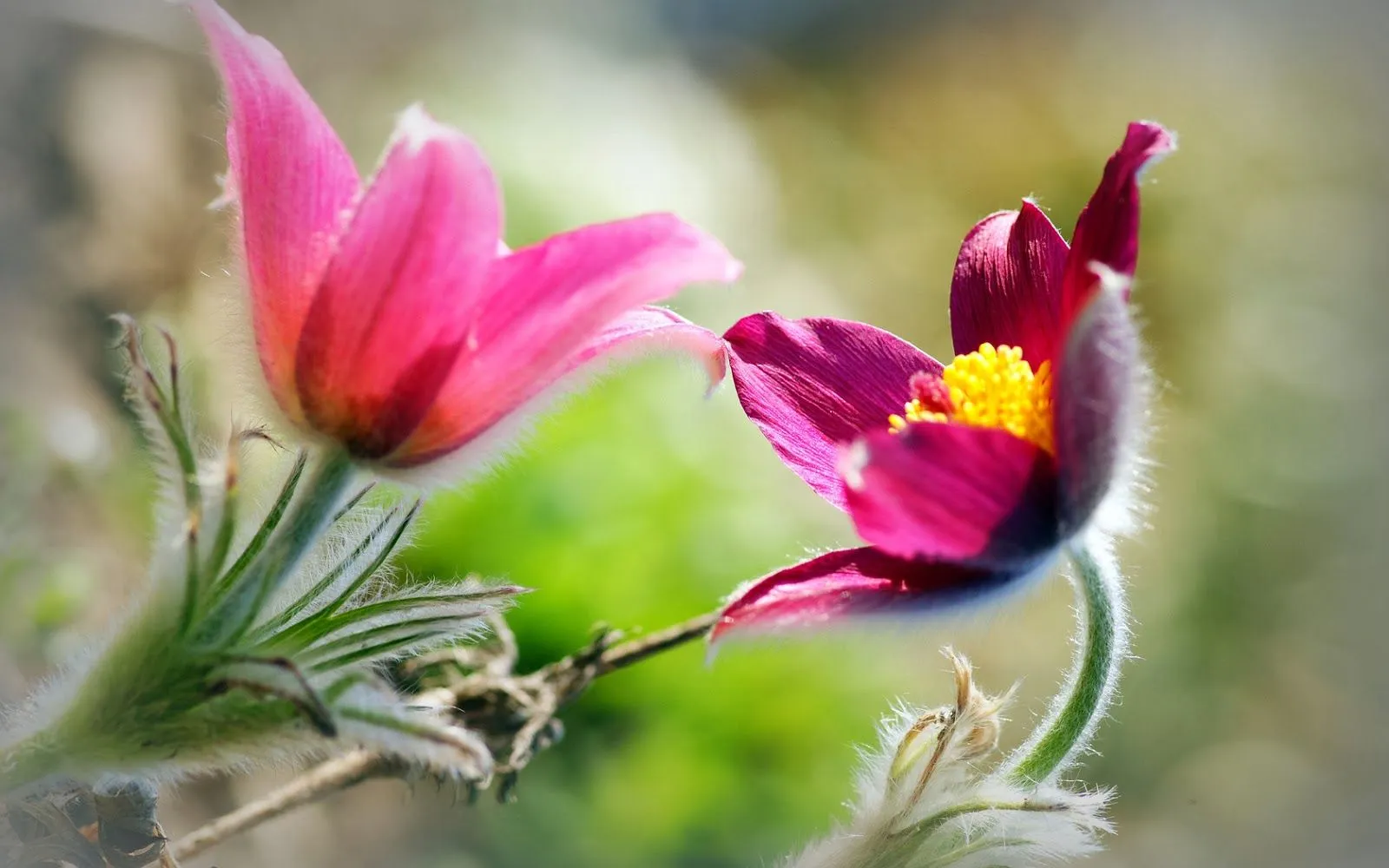Flores lindas del mundo | Fotos Bonitas de Amor | Imágenes Bonitas ...