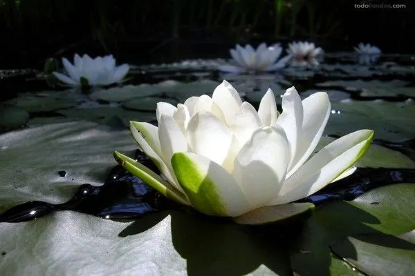 Flores de loto blancas (116)