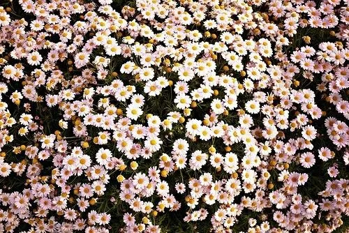 Fondos de flores margaritas tumblr - Imagui