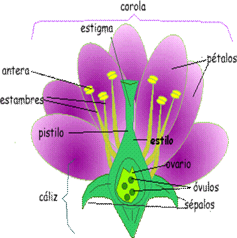 Imagenes de una flor con los nombres de sus partes - Imagui