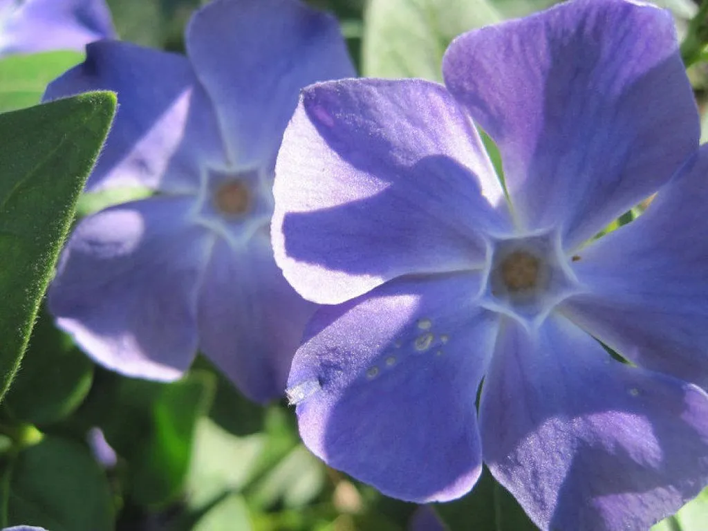 flores moradas (3) | Cuidar de tus plantas es facilisimo. flores moradas (3) | Cuidar de tus plantas es facilisimo.